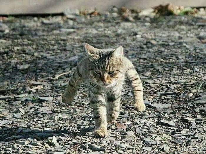 냥이를 보고 만든 피규어 | 인스티즈