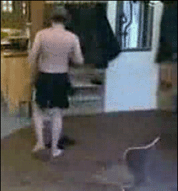 도대체 강아지가 어디서 튀어나온거임? | 인스티즈