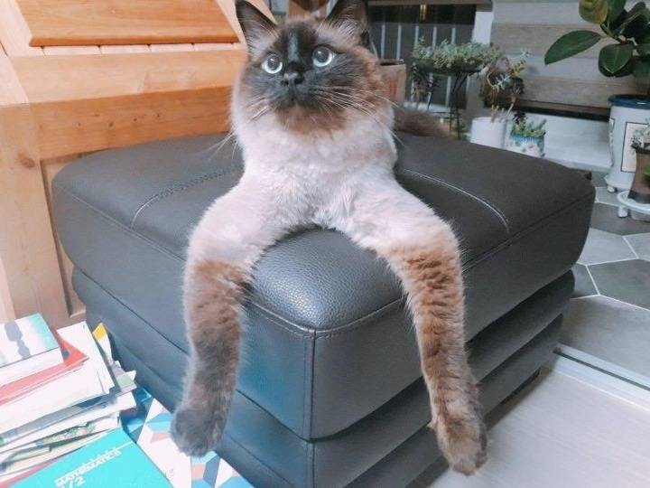 고양이를 보고 만든 피규어.jpg | 인스티즈