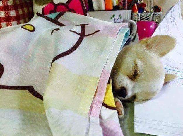 애완견 키우는 사람들이 공부 못하는 이유 | 인스티즈