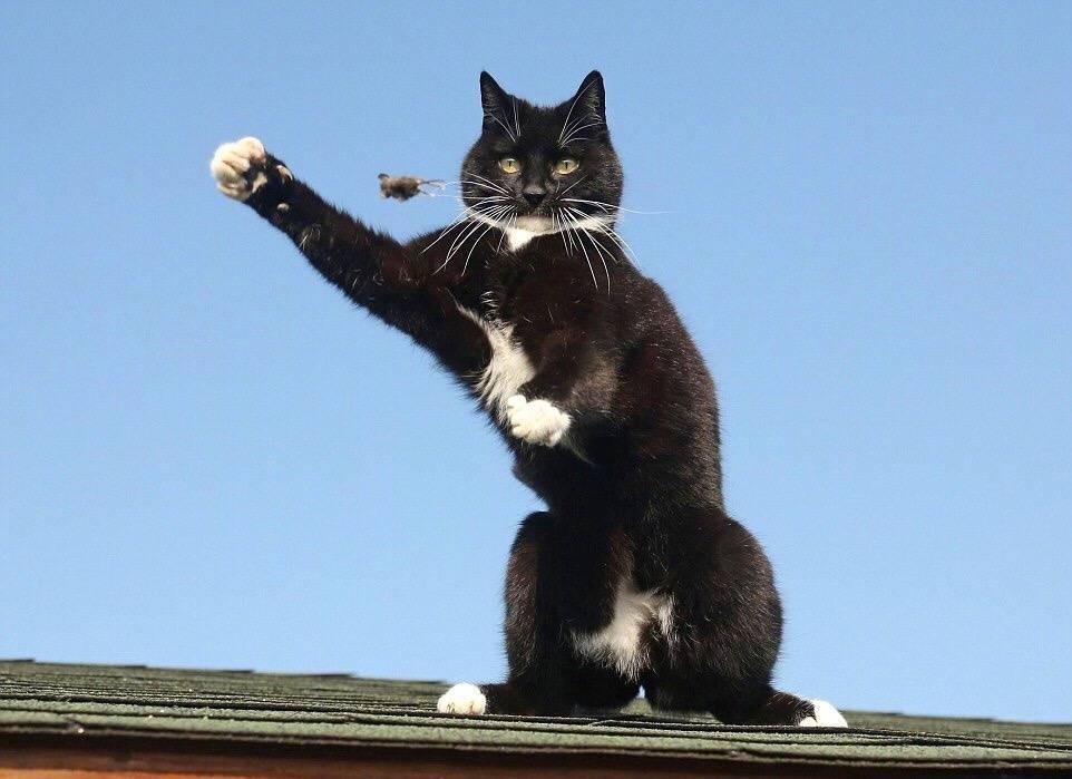 옥상에서 격렬한 시간을 보내는 고양이와 쥐 | 인스티즈