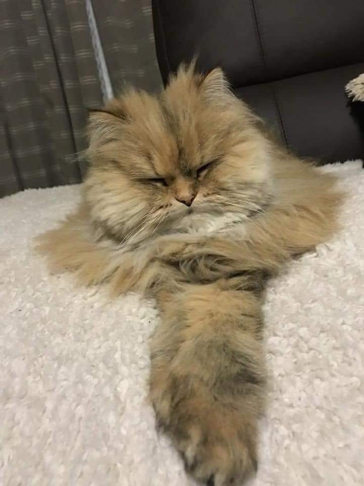 고양이를 보고 만든 피규어.jpg | 인스티즈