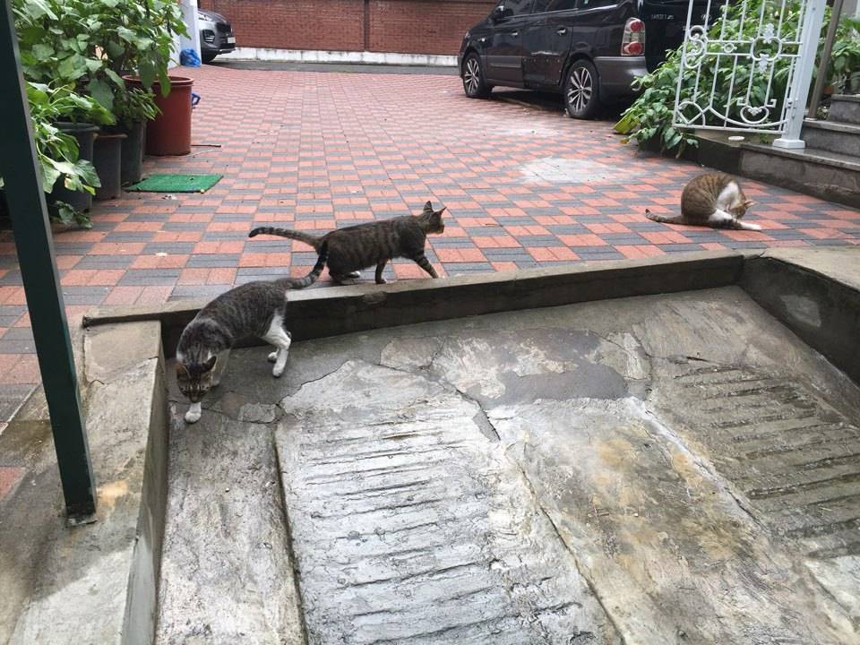 내 고양이 아님..... | 인스티즈