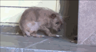 행복해진 유기견 .gif | 인스티즈