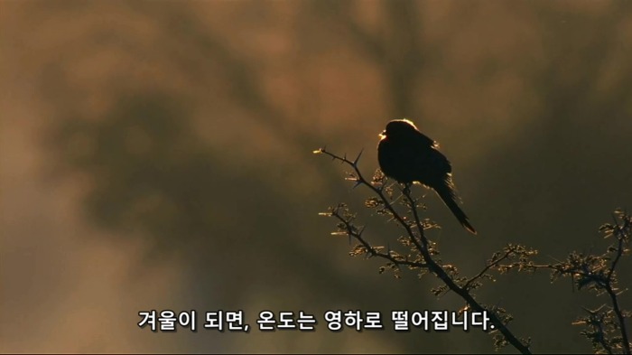 까마귀의 지능에 대한 고찰.jpg | 인스티즈