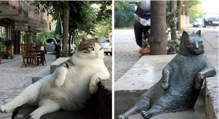 고양이의 자리를 빼았은 인간 | 인스티즈