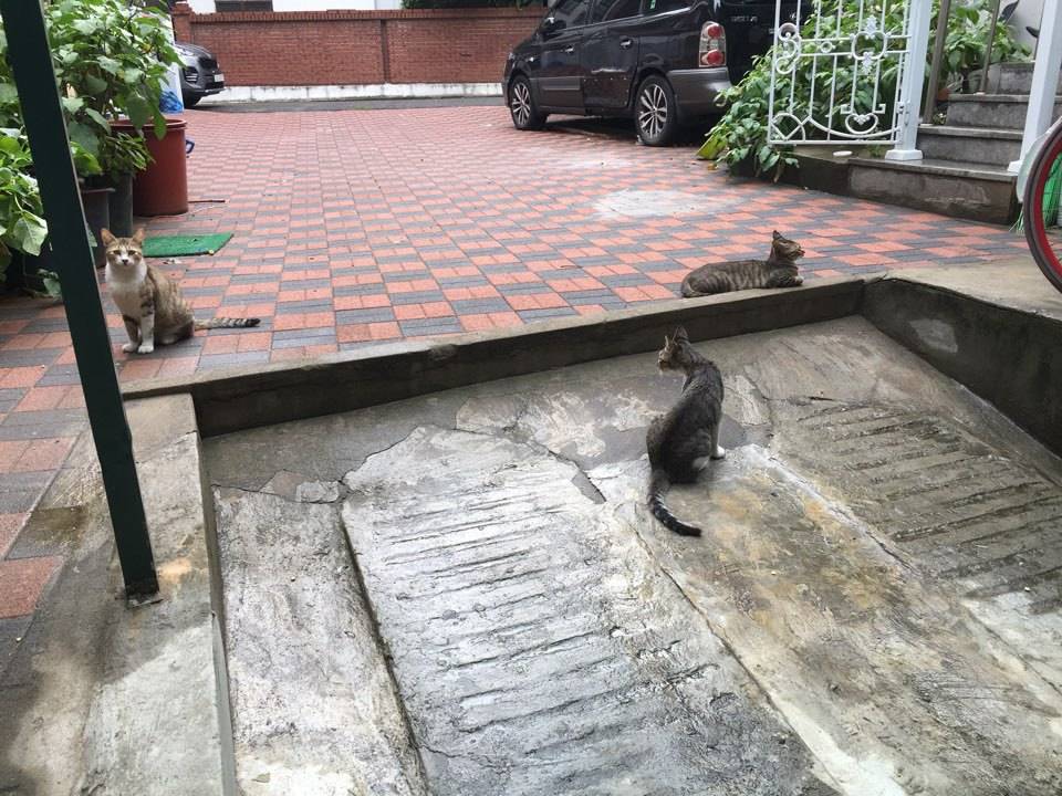 내 고양이 아님..... | 인스티즈