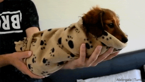 김밥 아니고 개밥 | 인스티즈