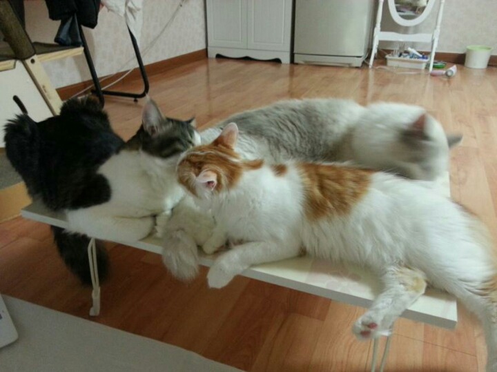 실수로 보일러 켜놓고 갔는데.jpg | 인스티즈