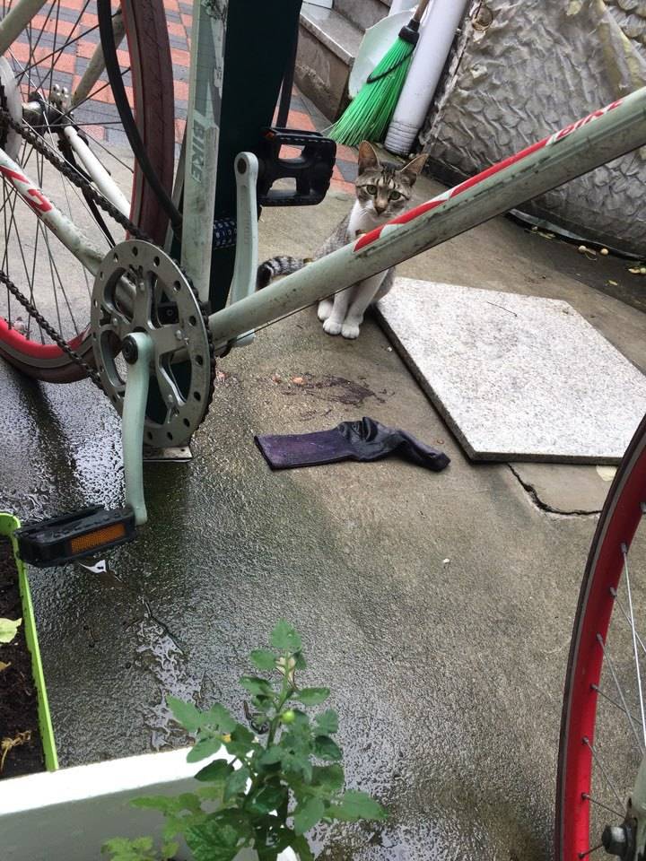 내 고양이 아님..... | 인스티즈