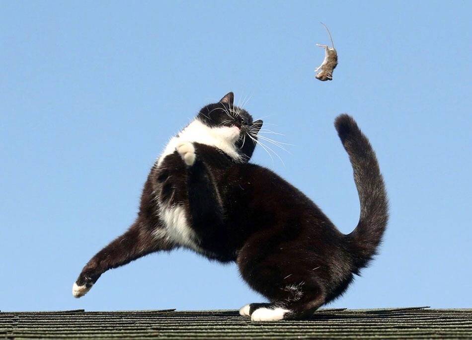 옥상에서 격렬한 시간을 보내는 고양이와 쥐 | 인스티즈