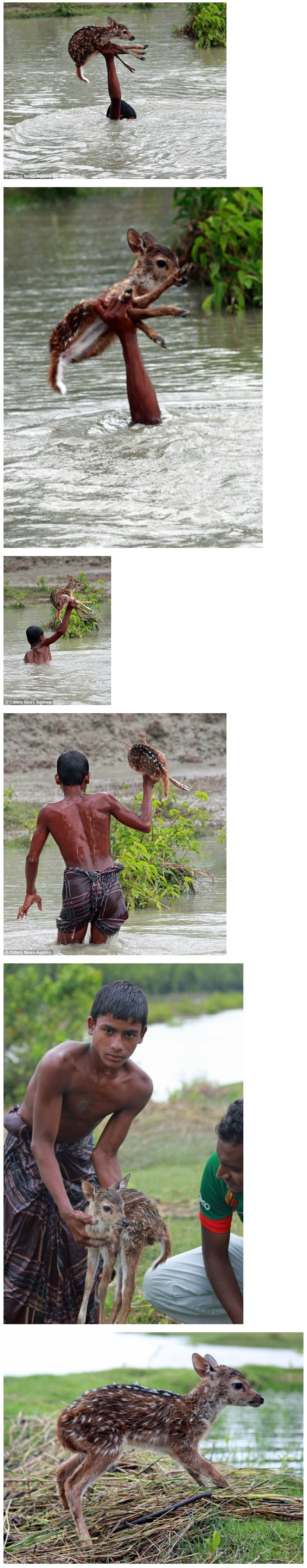 새끼 사슴을 구하기 위한 10대 소년의 목숨을 건 사투 | 인스티즈