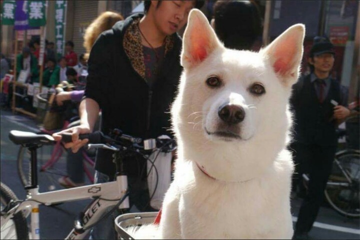 헤어진 남자친구가 개로 환생했다.. | 인스티즈