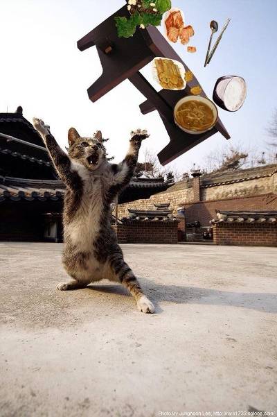 [심쿵사주의] 도냥이들 | 인스티즈