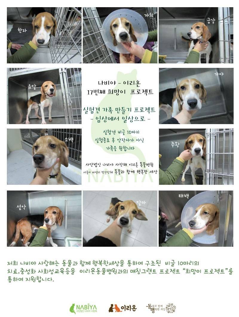 견종 이야기 - 비글 | 인스티즈