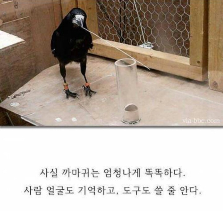 까마귀의 지능에 대한 고찰.jpg | 인스티즈