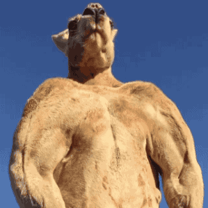 캥거루는 니가 생각하는것만큼 귀여운 동물이 아니야 | 인스티즈