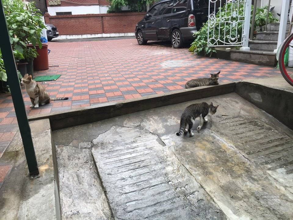 내 고양이 아님..... | 인스티즈