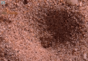 다소혐짤) 자신만의 방식으로 사냥감을 사냥하는 생물들 | 인스티즈