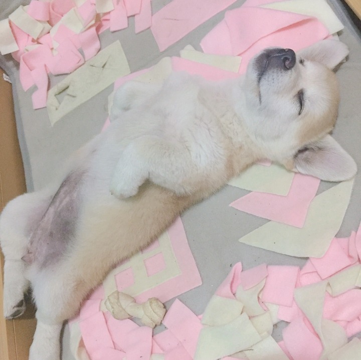 사람처럼 자는 인절미(짱절미) | 인스티즈