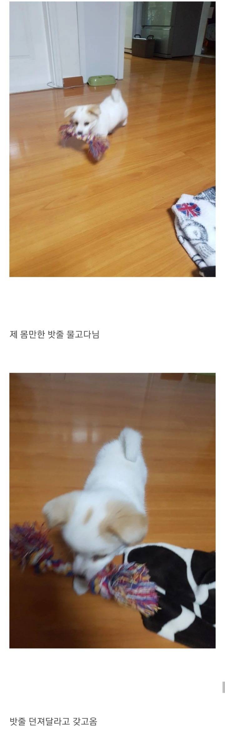 동생이 전주시 식당에서 강아지를 데려왔어요 | 인스티즈