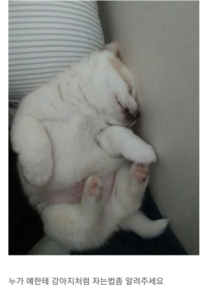 동생이 전주시 식당에서 강아지를 데려왔어요 | 인스티즈