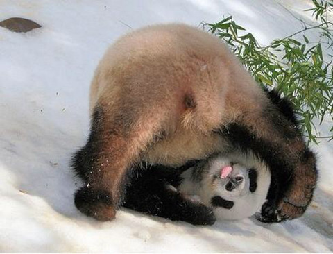 팬더 🐼 굴러다니는 게시물 | 인스티즈