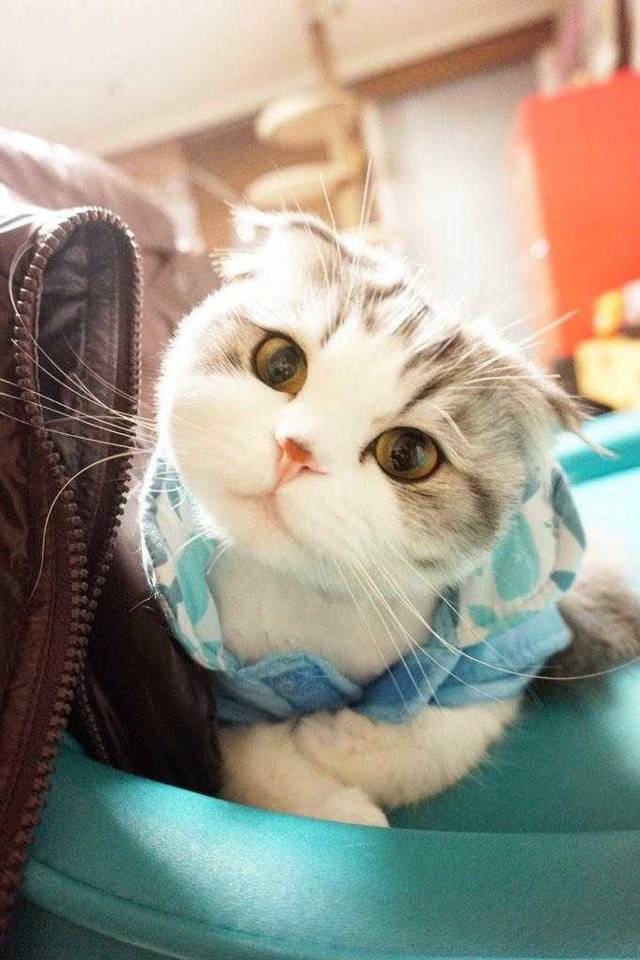 집사~ 넌 왜 그렇게 생겼냥? | 인스티즈