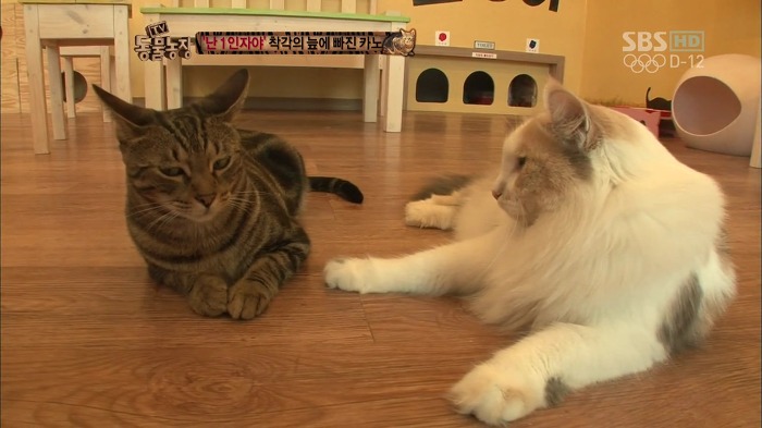 흥미로운 고양이들의 세계 | 인스티즈