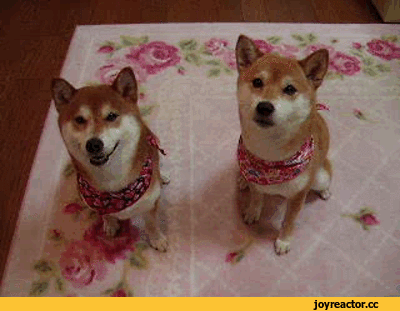 야 사진찍잖아.gif | 인스티즈