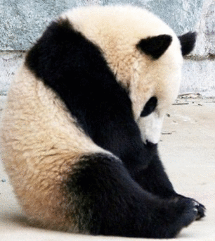 팬더 🐼 굴러다니는 게시물 | 인스티즈