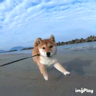 바다를 달리는 시바.gif | 인스티즈