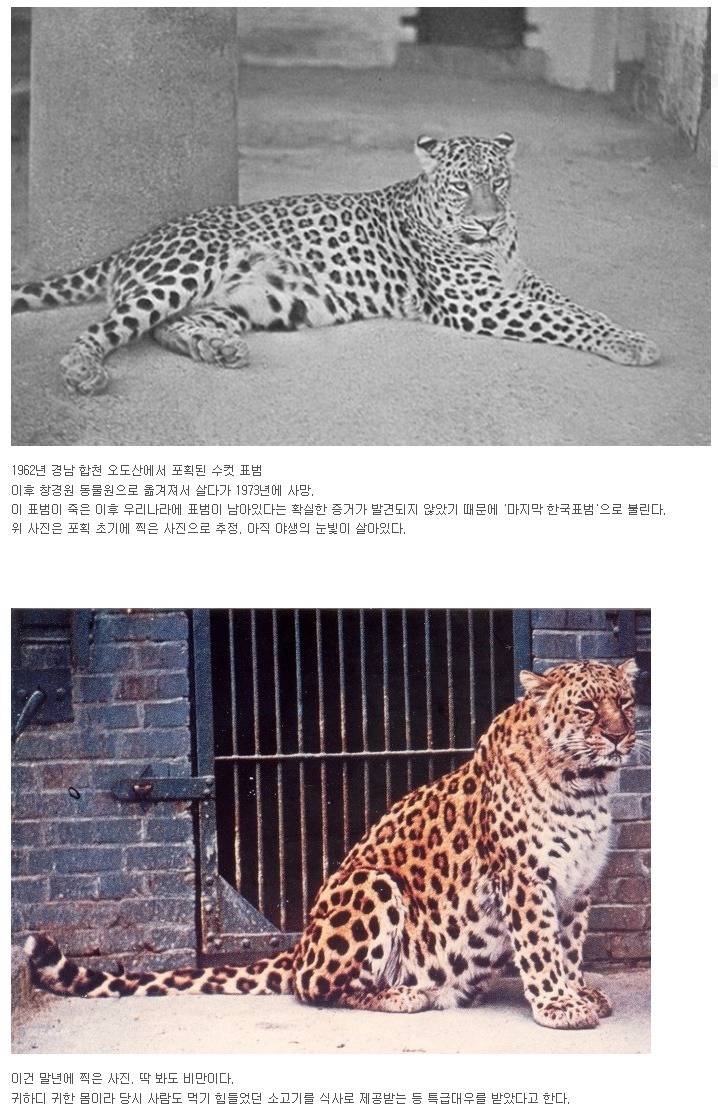 우리나라 마지막 표범 | 인스티즈