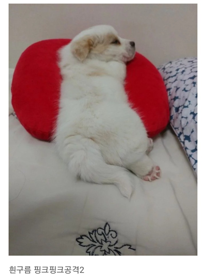 동생이 전주시 식당에서 강아지를 데려왔어요 | 인스티즈