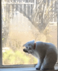 창밖이 요란스럽다옹 | 인스티즈