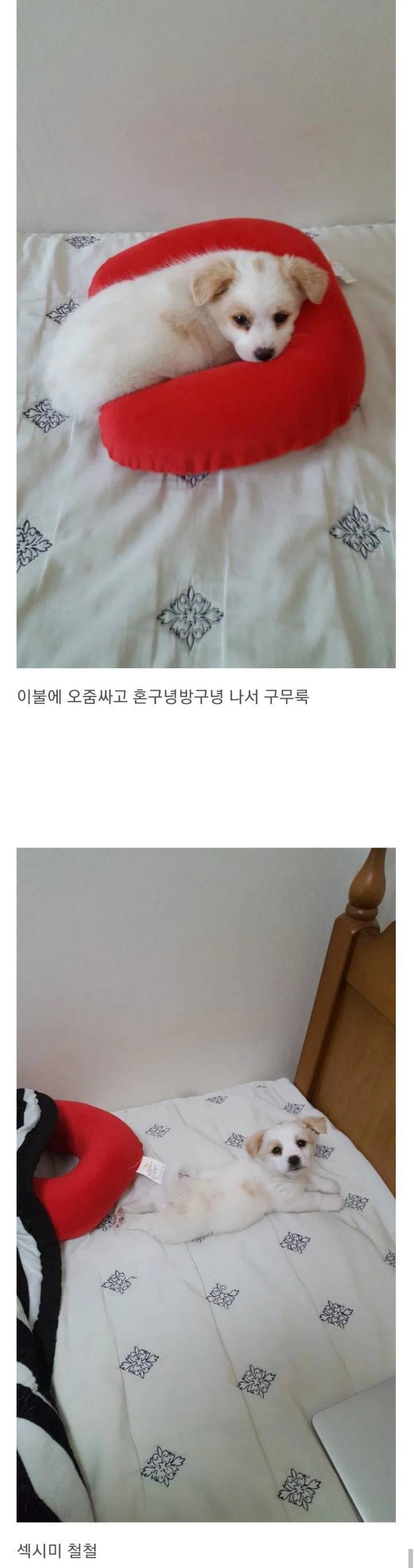 동생이 전주시 식당에서 강아지를 데려왔어요 | 인스티즈