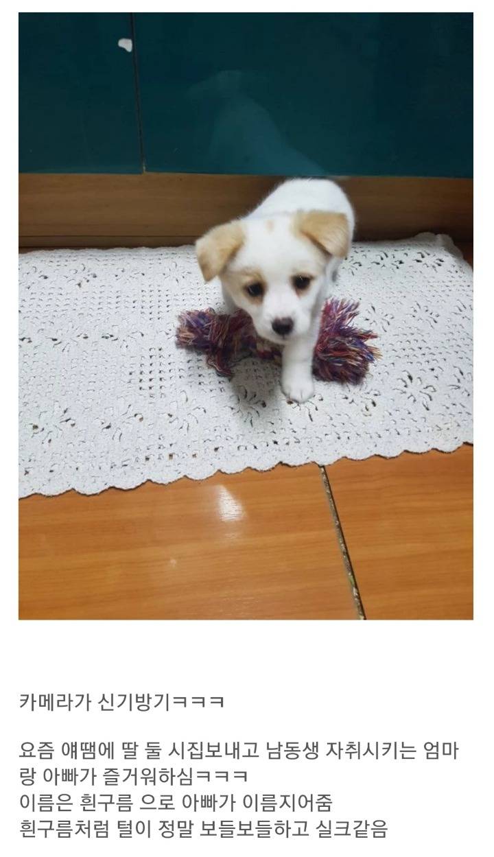 동생이 전주시 식당에서 강아지를 데려왔어요 | 인스티즈