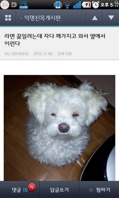 라면 욕심내는 강아지 ㅋㅋㅋ | 인스티즈