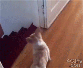 웰시코기가 계단 내려가는법 | 인스티즈