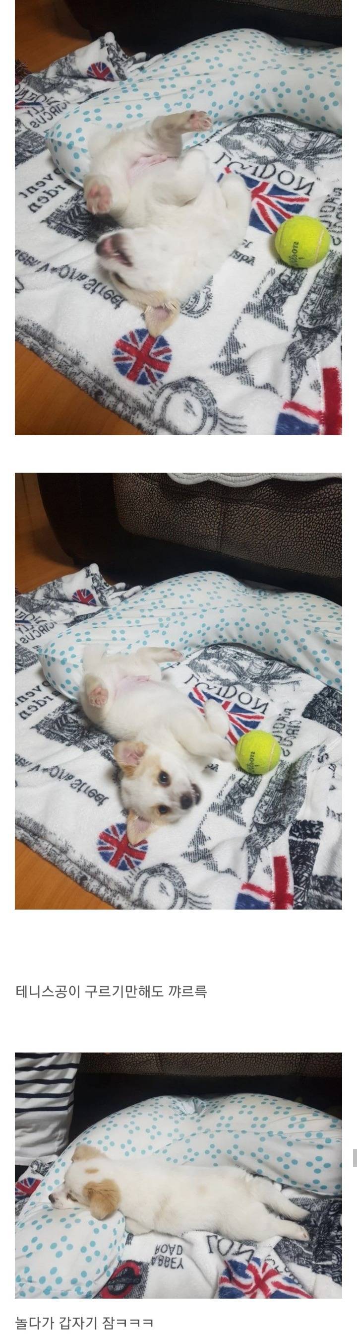 동생이 전주시 식당에서 강아지를 데려왔어요 | 인스티즈