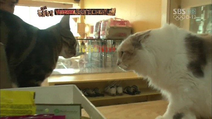 흥미로운 고양이들의 세계 | 인스티즈