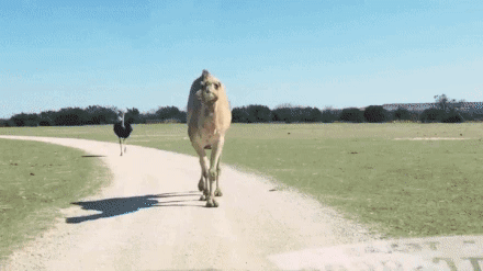 타조에게 검문당하는 운전자 | 인스티즈