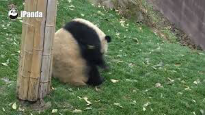 팬더 🐼 굴러다니는 게시물 | 인스티즈