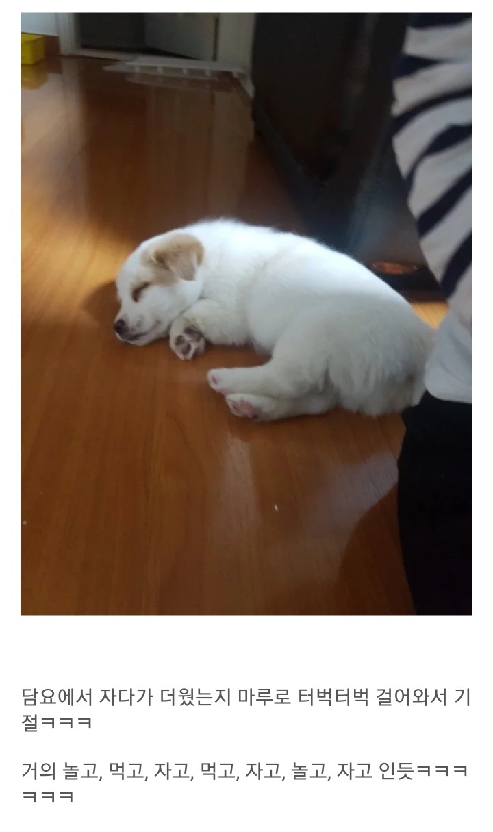동생이 전주시 식당에서 강아지를 데려왔어요 | 인스티즈