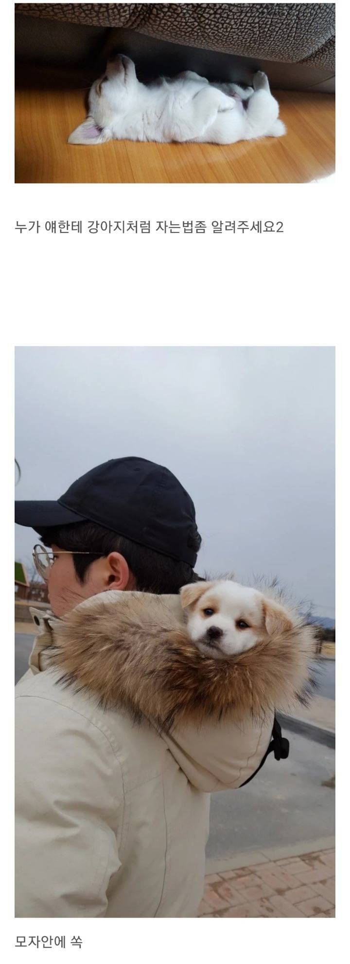 동생이 전주시 식당에서 강아지를 데려왔어요 | 인스티즈