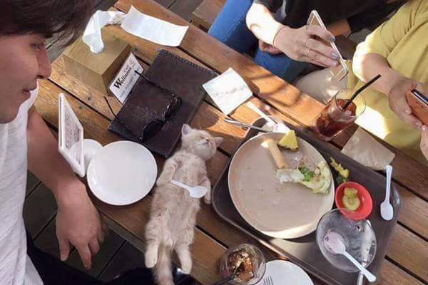 밥먹다 잠든 고양이 | 인스티즈