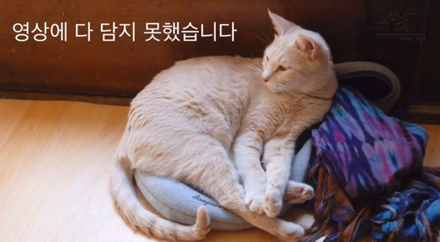 내 고양이의 장례식(슬픔주의) | 인스티즈