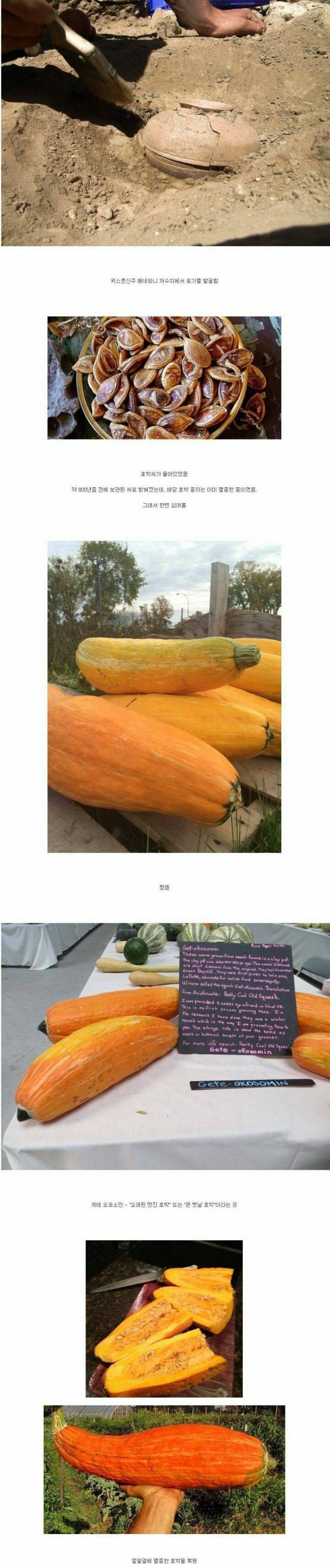 800년 전에 멸종한 호박 | 인스티즈