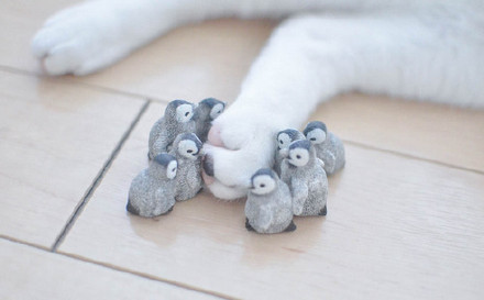 고양이를 습격한 펭귄들 | 인스티즈