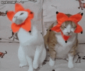 콘서트에 강제로 끌려온 남편냥 | 인스티즈